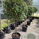 Viburnum tinus 70 cm stam 35L Halfstam bol