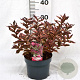 Weigela florida All Summer Monet 25-30 cm 3,0L