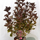 Weigela florida 'Victoria' 40-50 cm 3,0L