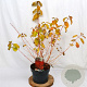Cornus sang. 'Winter Beauty' 40-60 cm 5,0L