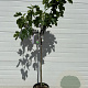 Ficus carica 80-90 HA 15L