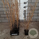 Panicum virgatum 'Heavy Metal' plantgoed P9