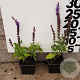 Salvia nem. 'Ostfriesland' plantgoed P9