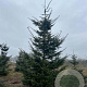 Abies grandis 400-450 cm draadkluit solitair