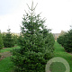 Abies nordmanniana 200-250 cm draadkluit solitair