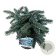 Picea pungens 'Karpaten' 25-30 cm 5,0L