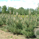 Pinus nigra nigra 200-250 cm draadkluit solitair