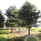 Pinus nigra nigra 50-60 HO draadkluit