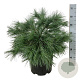 Pinus strobus 'Blue Shag' 50-60 cm 15L