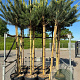 Pinus sylvestris 12-14 HO container 180 cm stam lei 150x150