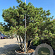 Pinus wallichiana 275-300 cm container meerstammig solitair