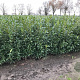 Prunus l. 'Herbergii' 125-150 cm draadkluit struik
