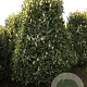 Prunus l. 'Reynvaanii' 250-300 cm draadkluit struik