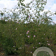 Rosa (o) rubiginosa 200-250 cm draadkluit struik