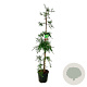 Sequoia s. 'Illa Martin' 175-200 cm 30L extra
