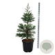 Sequoiadendron g. 'Glaucum' 125-150 cm cont. 55L extra