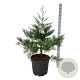 Sequoiadendron g. 'H. Mammoth One' 80-100 cm cont. 55L extra