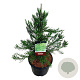 Sequoiadendron g. 'H. Mammoth Two' 60-80 cm 15L