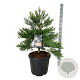 Sequoiadendron g. 'H. Mammoth Two' 80-100 cm cont. 55L extra