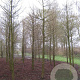 Taxodium distichum 800-900 cm draadkluit solitair