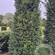 Taxus baccata 250-300 cm draadkluit haagplant
