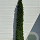 Taxus baccata 250-300 cm cont. 60L Toscaanse kegel
