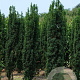 Taxus b. 'Fastigiata' 300-350 cm draadkluit solitair