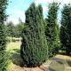 Taxus b. 'Fastigiata' 250-300 cm draadkluit solitair