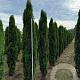 Taxus b. 'Fastigiata Robusta' 200-225 cm draadkluit solitair