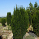 Taxus b. 'Green Rocket' 300-350 cm draadkluit solitair