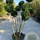 Taxus media 'Hicksii' 150-175 cm container pompon
