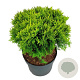 Thuja occ. 'Mirjam' 30-40 cm 6,5L