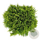 Thuja occ. 'Mirjam' 30-40 cm 6,5L