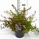 Abelia 'Edward Goucher' 25-30 cm 3,0L