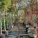 Acer griseum 175-200 cm container meerstammig