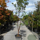 Acer griseum 175-200 cm container meerstammig