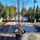 Acer griseum 175-200 cm 50L