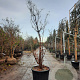 Acer griseum 200-250 cm cont. 110L