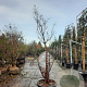 Acer griseum 200-250 cm cont. 110L