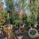 Acer griseum 250-300 cm container meerstammig