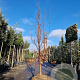 Acer griseum 300-350 cm draadkluit