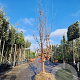 Acer griseum 300-350 cm draadkluit