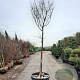 Acer griseum 200 cm stam container 18-20 leiboom