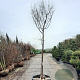Acer griseum 200 cm stam container 18-20 leiboom