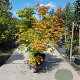 Acer palmatum 200-250 cm container solitair