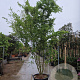 Acer palmatum 300-350 cm container meerstammig