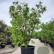 Acer palmatum 300-350 cm container meerstammig