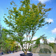 Acer palmatum 450-500 cm container solitair