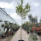 Acer palmatum 200 cm stam container 16-18 leiboom