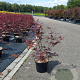 Acer pal. 'Atropurpureum' 50-60 cm 4,0L